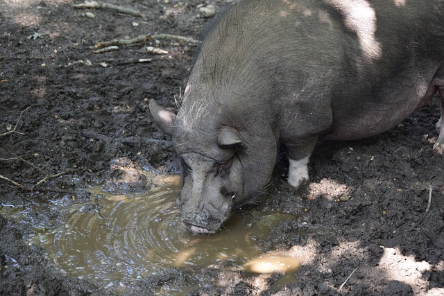 决定球队战 决定球队战