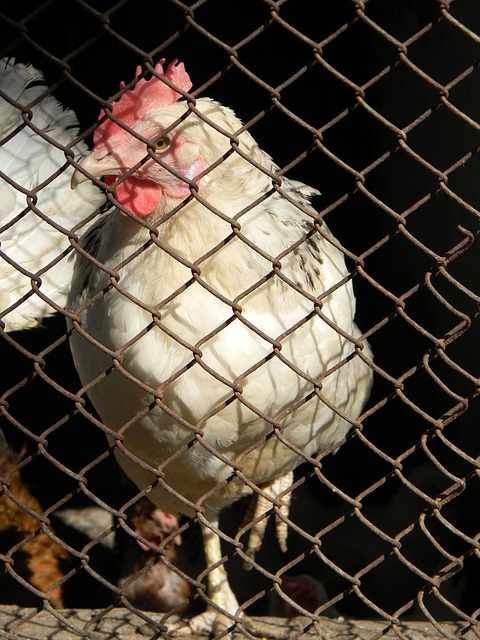 集体作战 集体作战